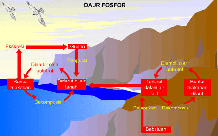 Detail Gambar Daur Biogeokimia Nomer 22