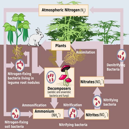 Detail Gambar Daur Biogeokimia Nomer 24