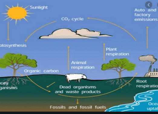 Detail Gambar Daur Biogeokimia Nomer 26