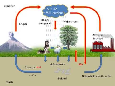 Detail Gambar Daur Biogeokimia Nomer 27