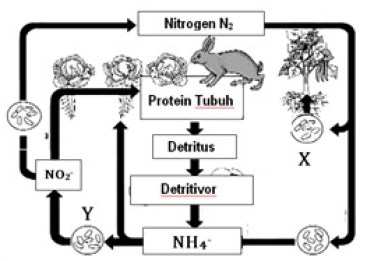 Detail Gambar Daur Biogeokimia Nomer 34