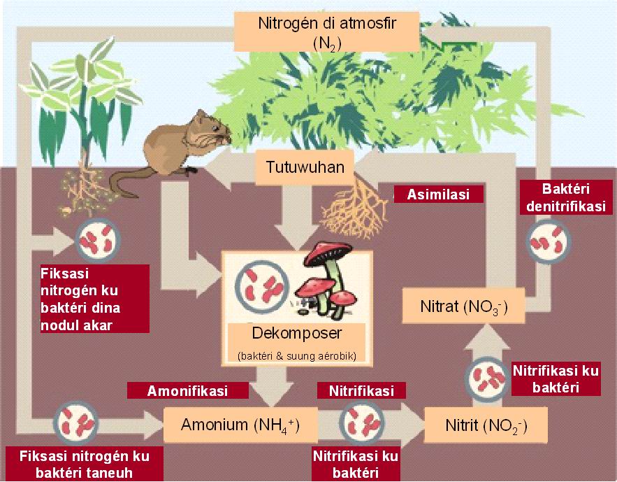 Detail Gambar Daur Biogeokimia Nomer 37