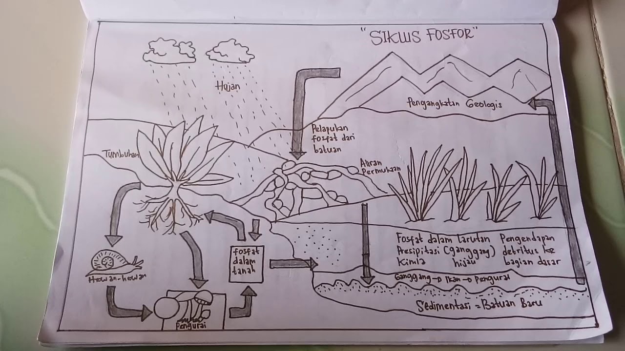 Detail Gambar Daur Biogeokimia Nomer 47