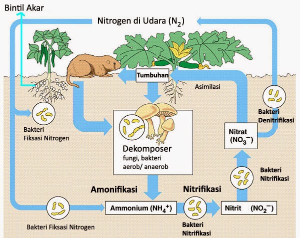 Detail Gambar Daur Biogeokimia Nomer 8