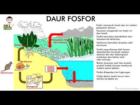 Detail Gambar Daur Fosfor Nomer 2