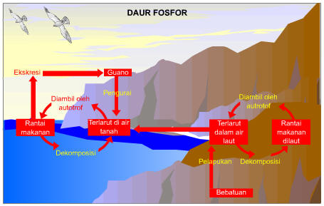 Detail Gambar Daur Fosfor Nomer 29