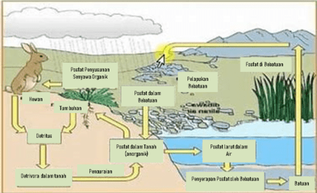 Detail Gambar Daur Fosfor Nomer 36