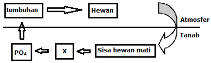 Detail Gambar Daur Fosfor Nomer 41