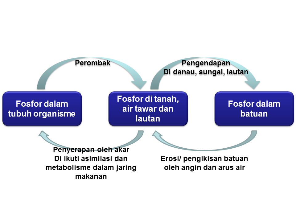 Detail Gambar Daur Fosfor Nomer 46