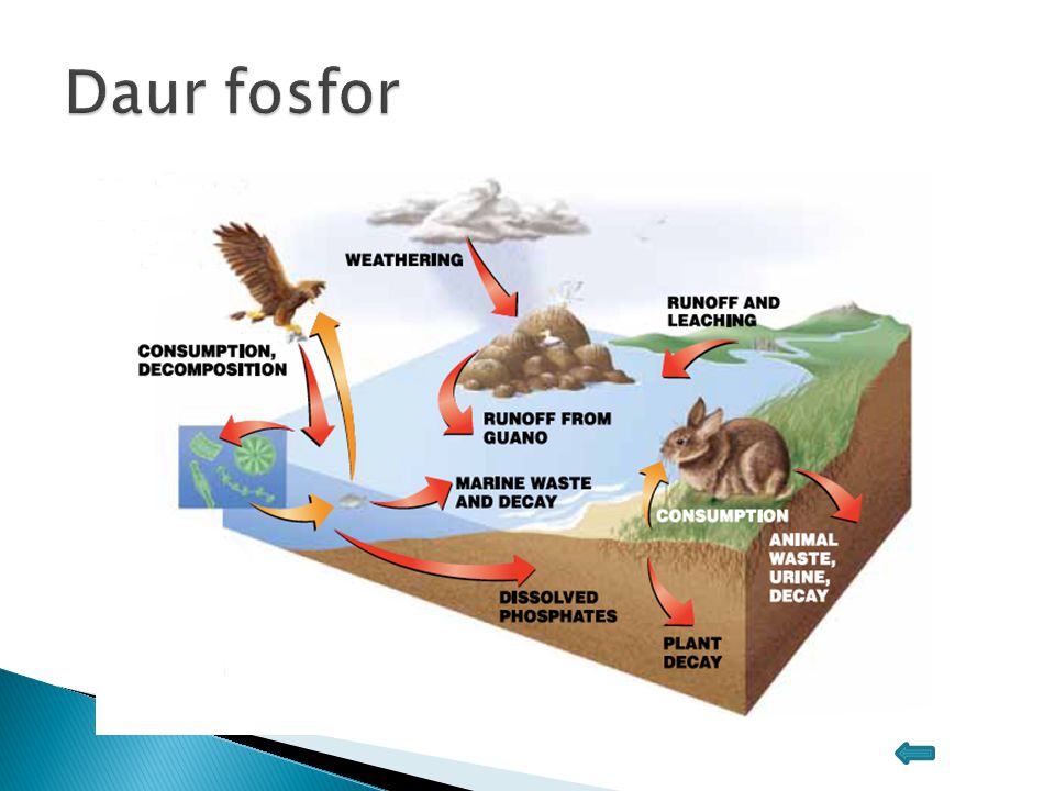 Detail Gambar Daur Fosfor Nomer 52