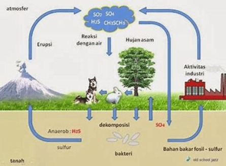 Detail Gambar Daur Fosfor Nomer 54