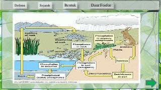 Detail Gambar Daur Fosfor Nomer 55