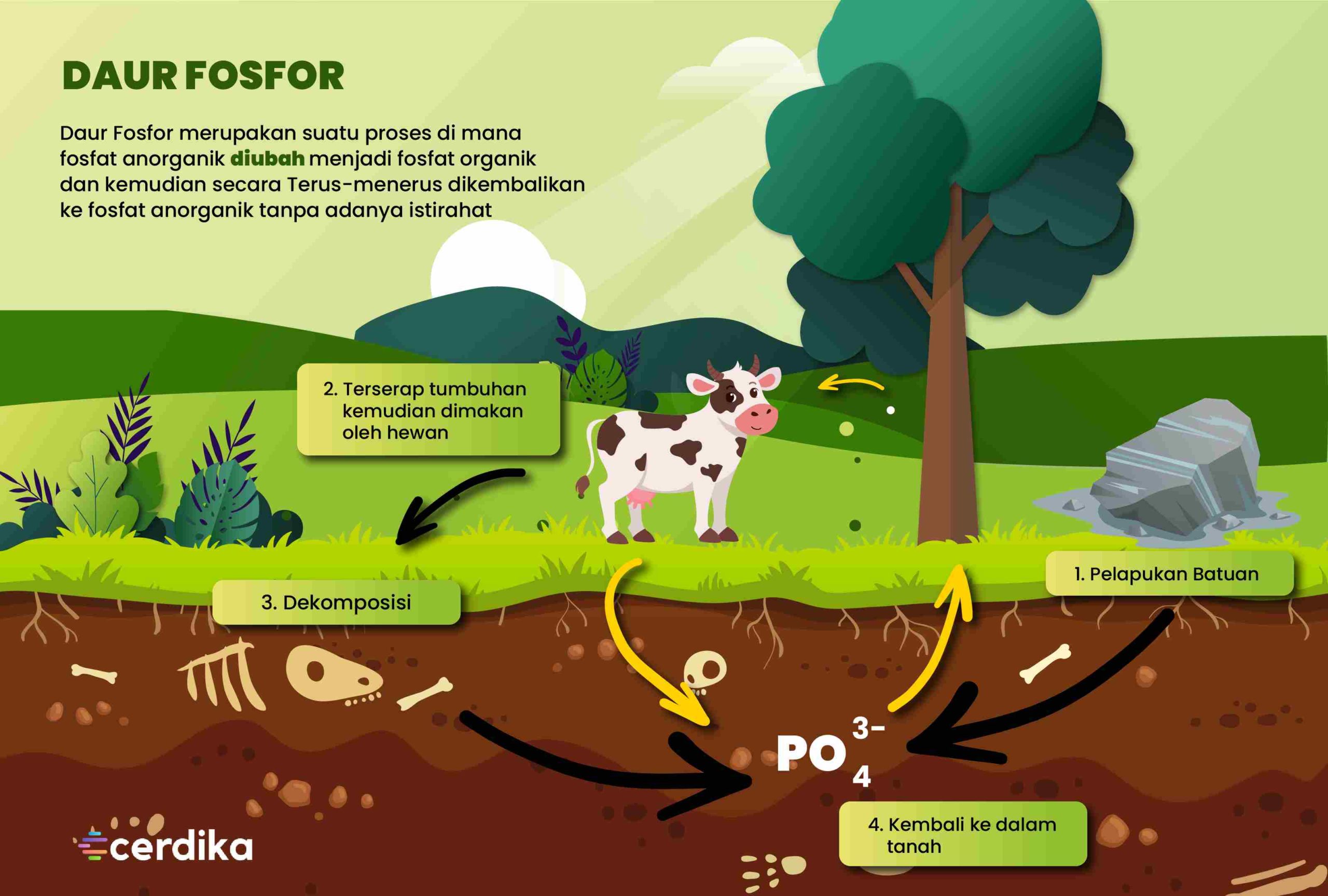 Detail Gambar Daur Fosfor Nomer 6