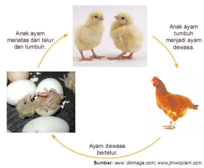 Detail Gambar Daur Hidup Ayam Nomer 12