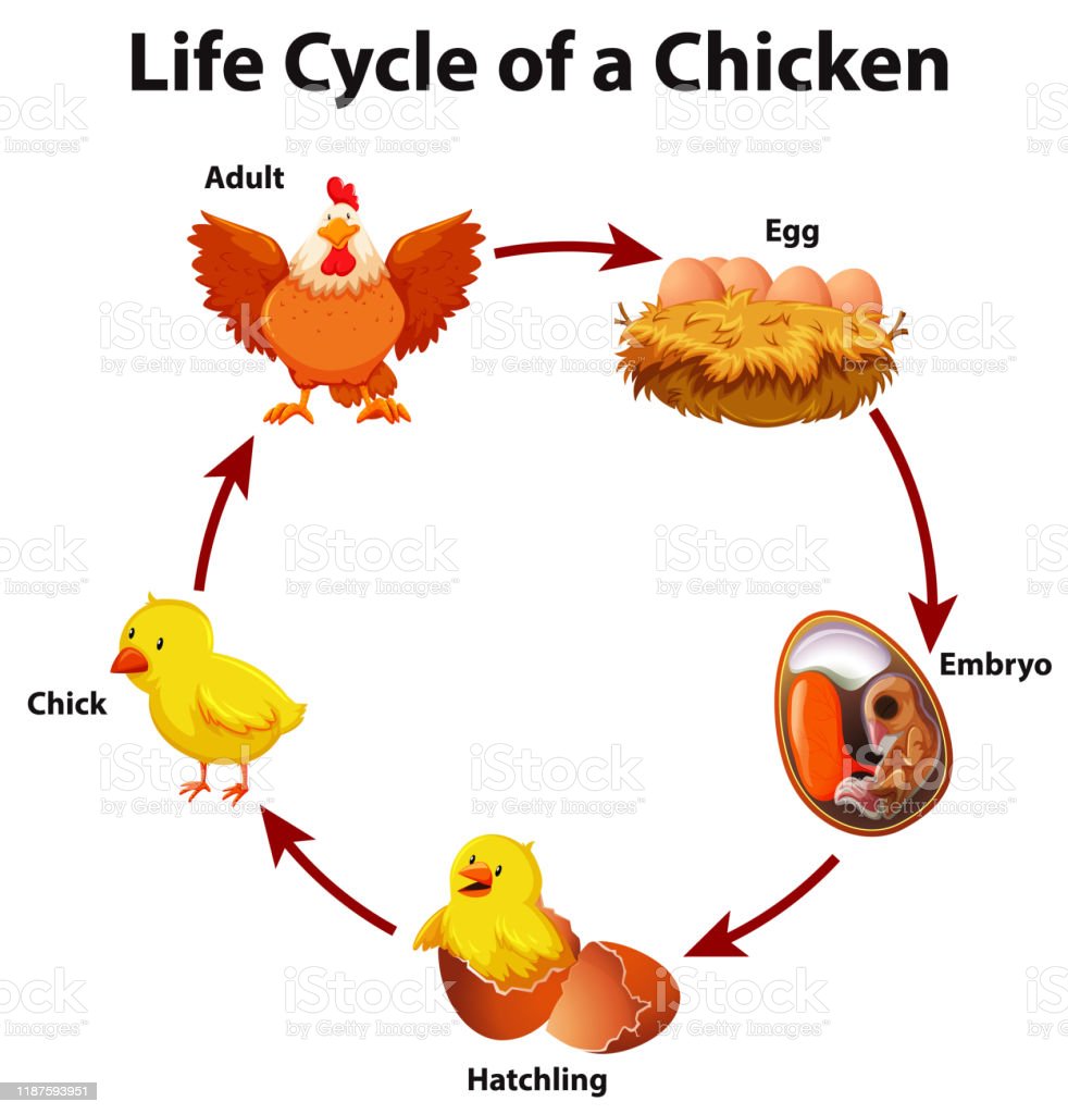 Detail Gambar Daur Hidup Ayam Nomer 20