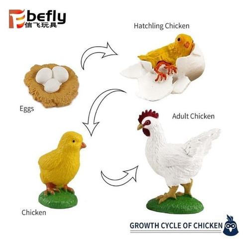Detail Gambar Daur Hidup Ayam Nomer 26