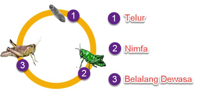 Detail Gambar Daur Hidup Belalang Nomer 11