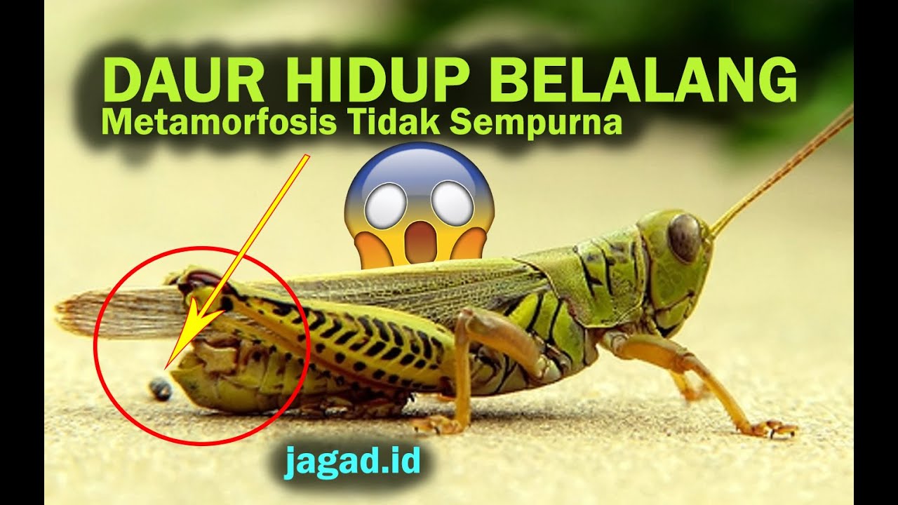 Detail Gambar Daur Hidup Belalang Nomer 14