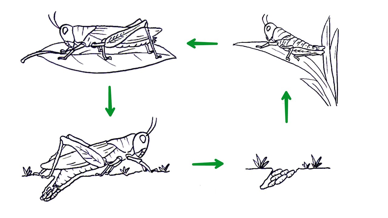 Detail Gambar Daur Hidup Belalang Nomer 19
