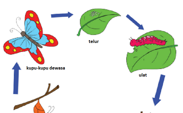 Detail Gambar Daur Hidup Belalang Nomer 20