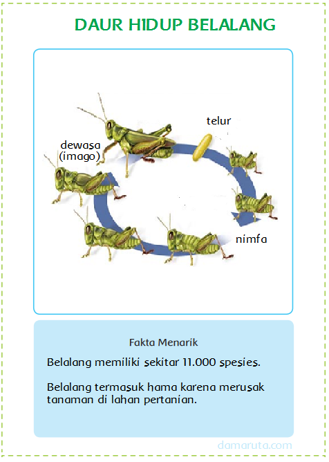 Detail Gambar Daur Hidup Belalang Nomer 26