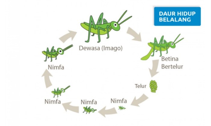 Detail Gambar Daur Hidup Belalang Nomer 5