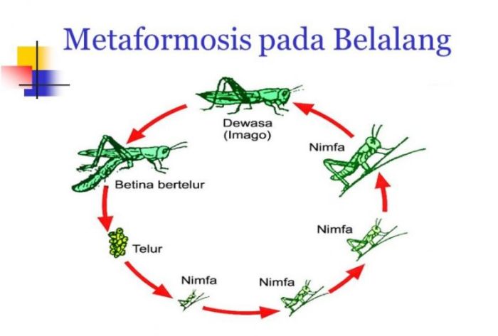 Detail Gambar Daur Hidup Belalang Nomer 41