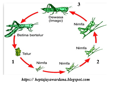 Detail Gambar Daur Hidup Belalang Nomer 43