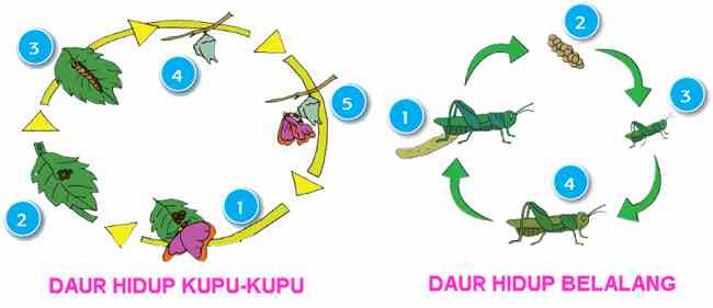 Detail Gambar Daur Hidup Belalang Nomer 45