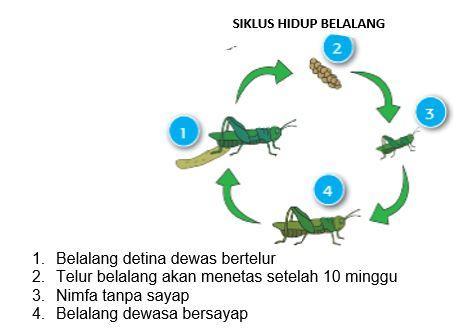 Detail Gambar Daur Hidup Belalang Nomer 7