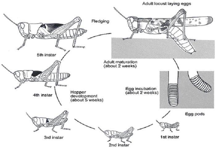 Detail Gambar Daur Hidup Belalang Nomer 10