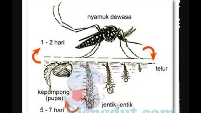 Detail Gambar Daur Hidup Dewan Nomer 20