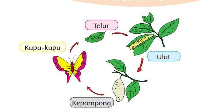 Detail Gambar Daur Hidup Dewan Nomer 8