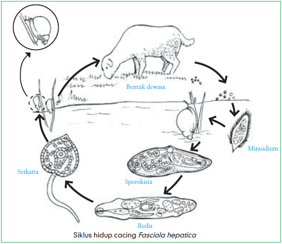 Detail Gambar Daur Hidup Fasciola Hepatica Nomer 11