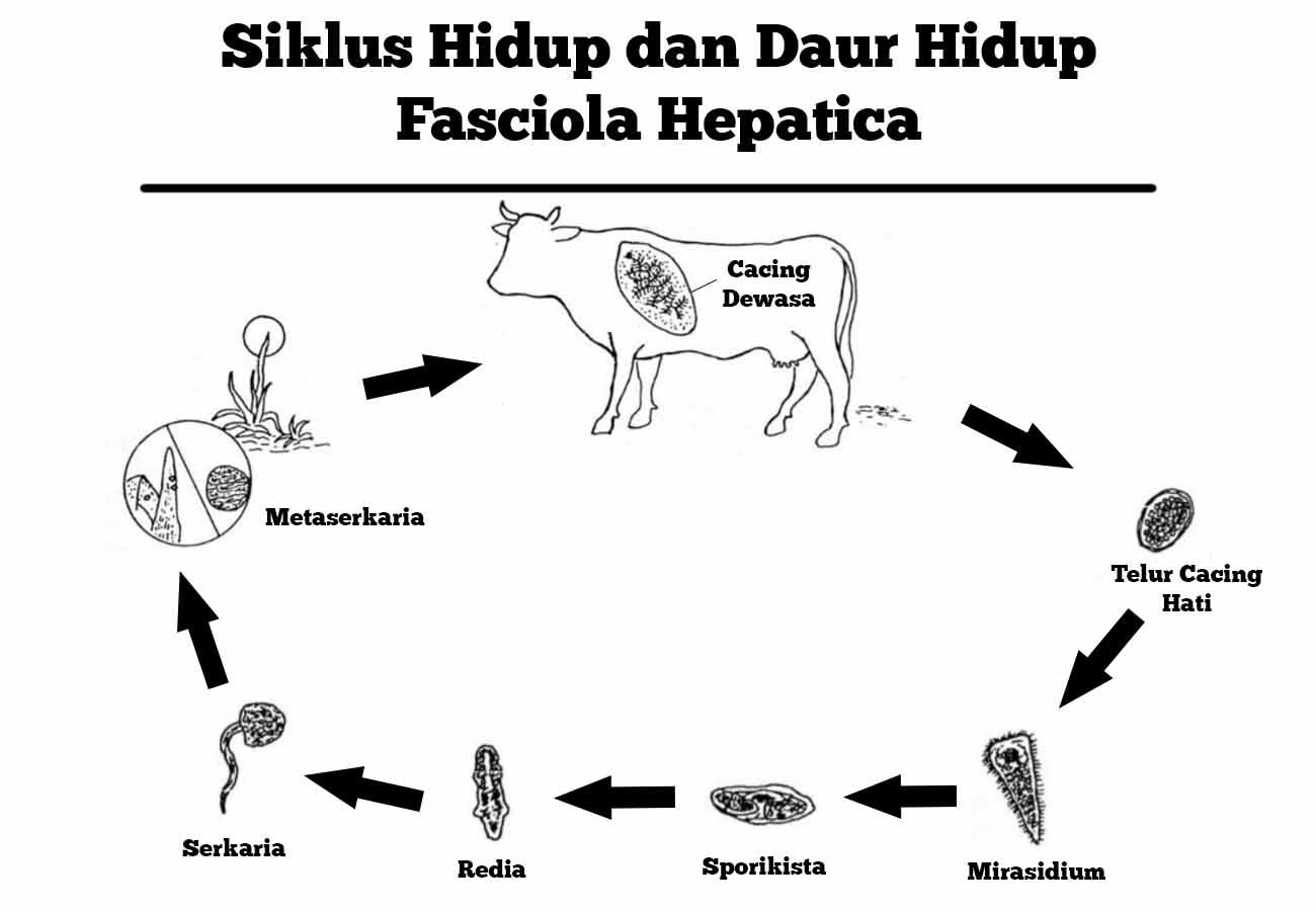 Detail Gambar Daur Hidup Fasciola Hepatica Nomer 13