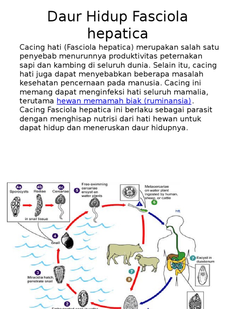 Detail Gambar Daur Hidup Fasciola Hepatica Nomer 14