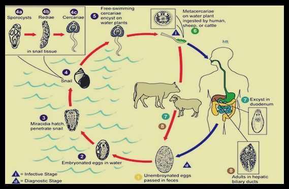 Detail Gambar Daur Hidup Fasciola Hepatica Nomer 7