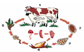 Detail Gambar Daur Hidup Fasciola Hepatica Nomer 8