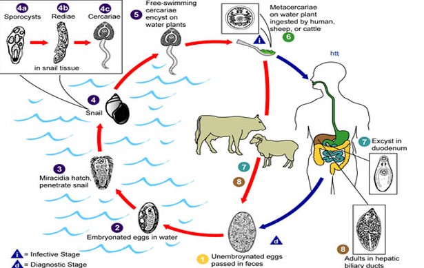 Detail Gambar Daur Hidup Fasciola Hepatica Nomer 9