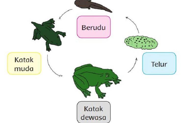 Detail Gambar Daur Hidup Hewan Kadal Nomer 37