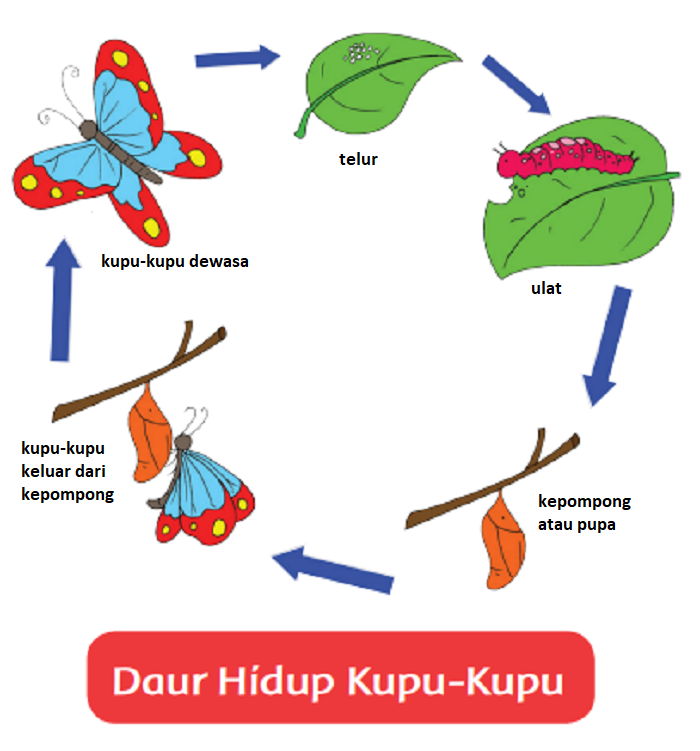 Detail Gambar Daur Hidup Hewan Kupu Kupu Nomer 2