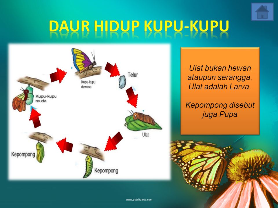 Detail Gambar Daur Hidup Hewan Kupu Kupu Nomer 20