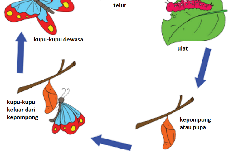 Detail Gambar Daur Hidup Hewan Kupu Kupu Nomer 23