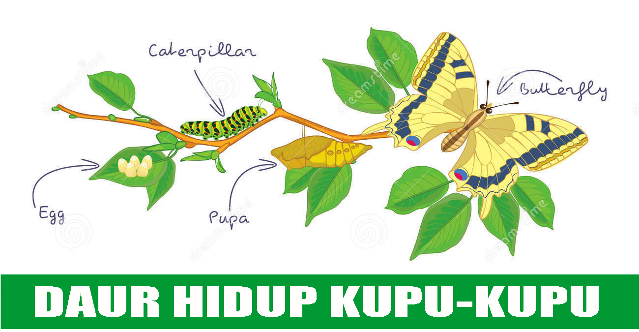 Detail Gambar Daur Hidup Hewan Kupu Kupu Nomer 30