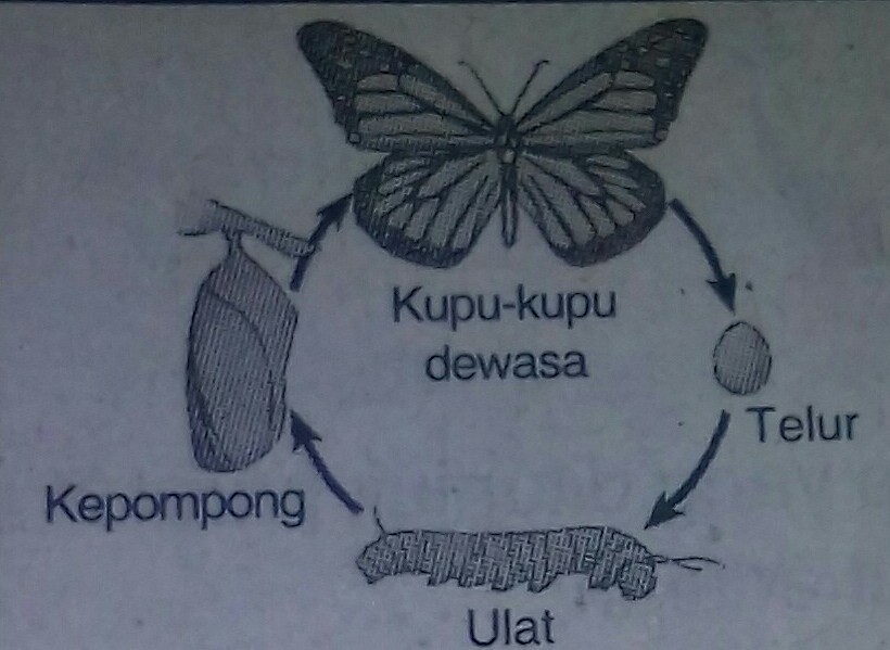 Detail Gambar Daur Hidup Hewan Kupu Kupu Nomer 37