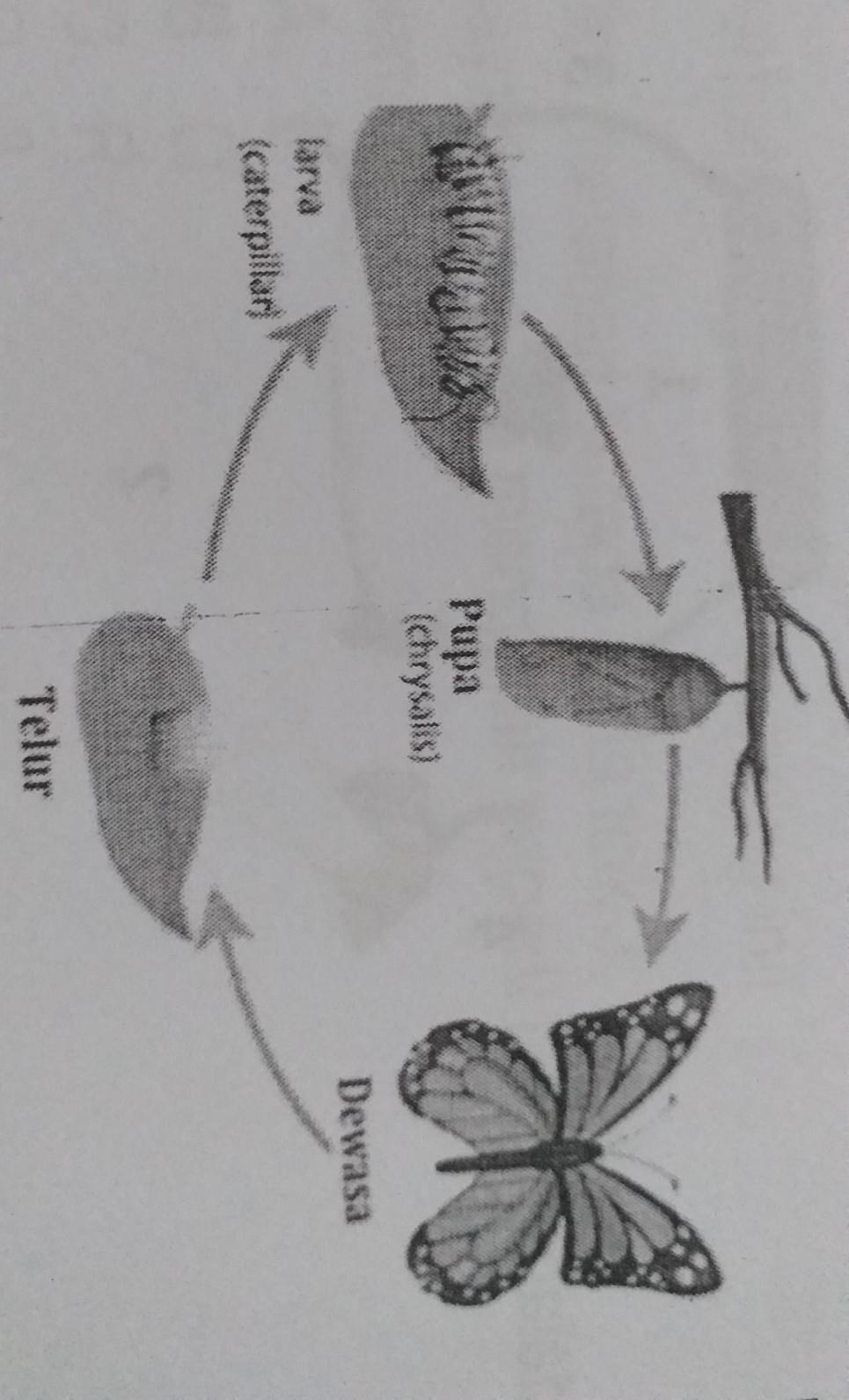 Detail Gambar Daur Hidup Hewan Kupu Kupu Nomer 50