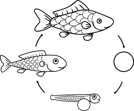 Detail Gambar Daur Hidup Ikan Nomer 10