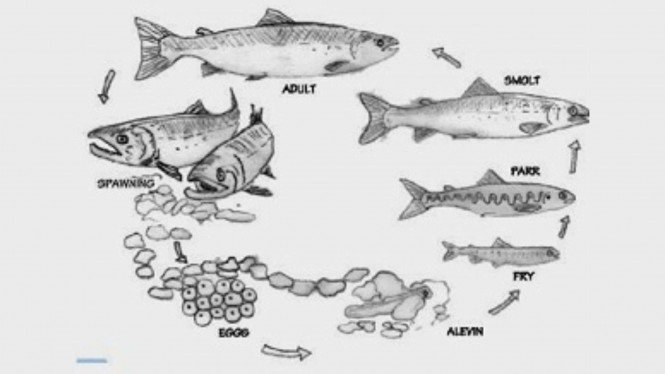 Detail Gambar Daur Hidup Ikan Nomer 3