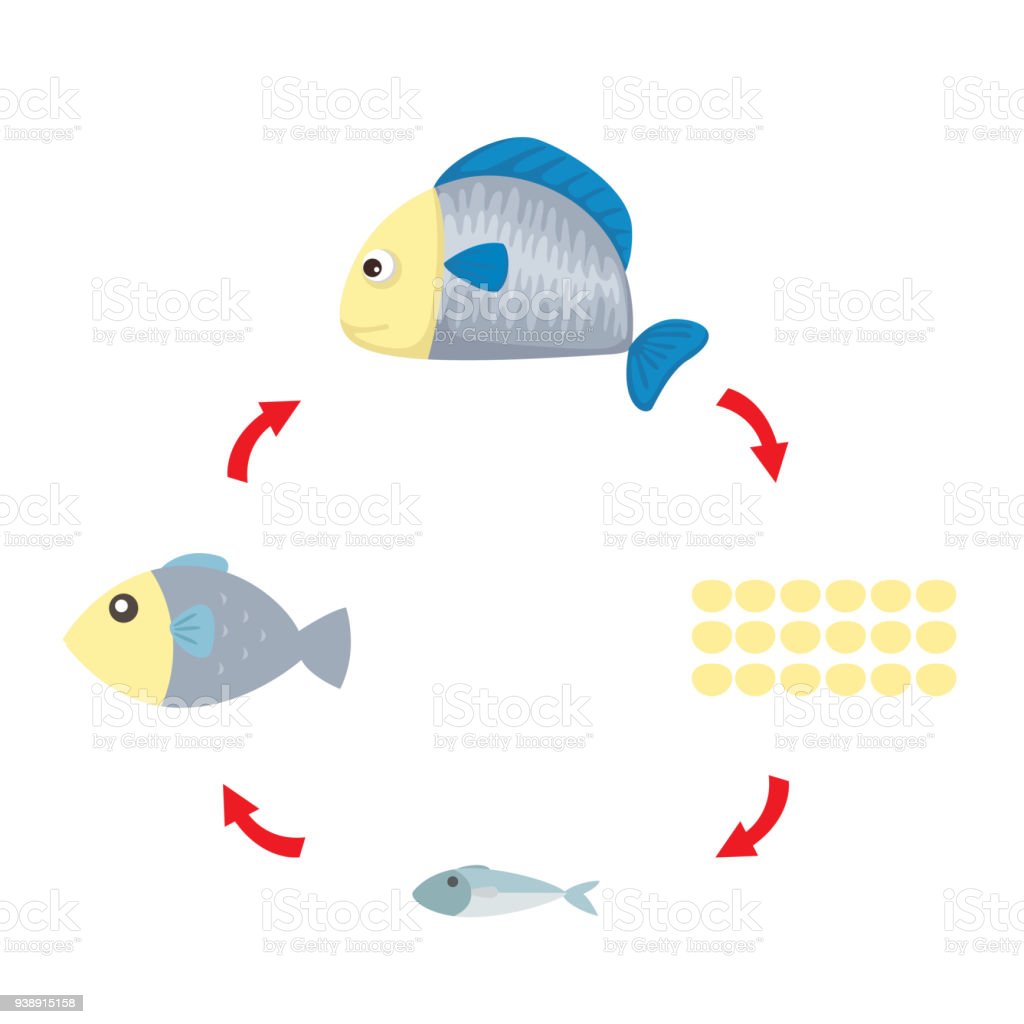 Detail Gambar Daur Hidup Ikan Nomer 21