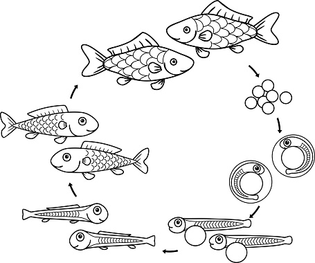 Detail Gambar Daur Hidup Ikan Nomer 33